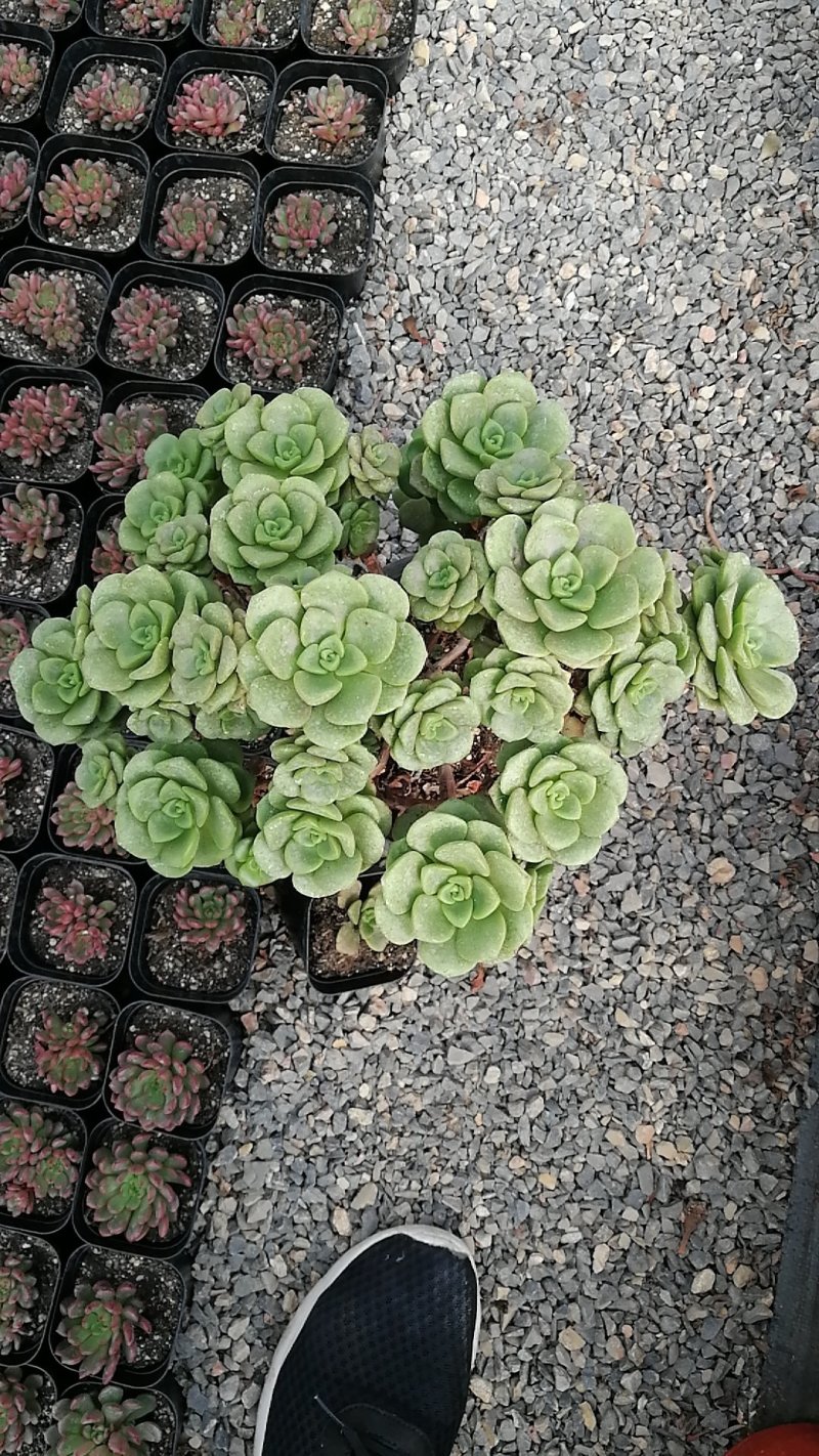 多肉植物一手货源，基地出货，常年大量供应！