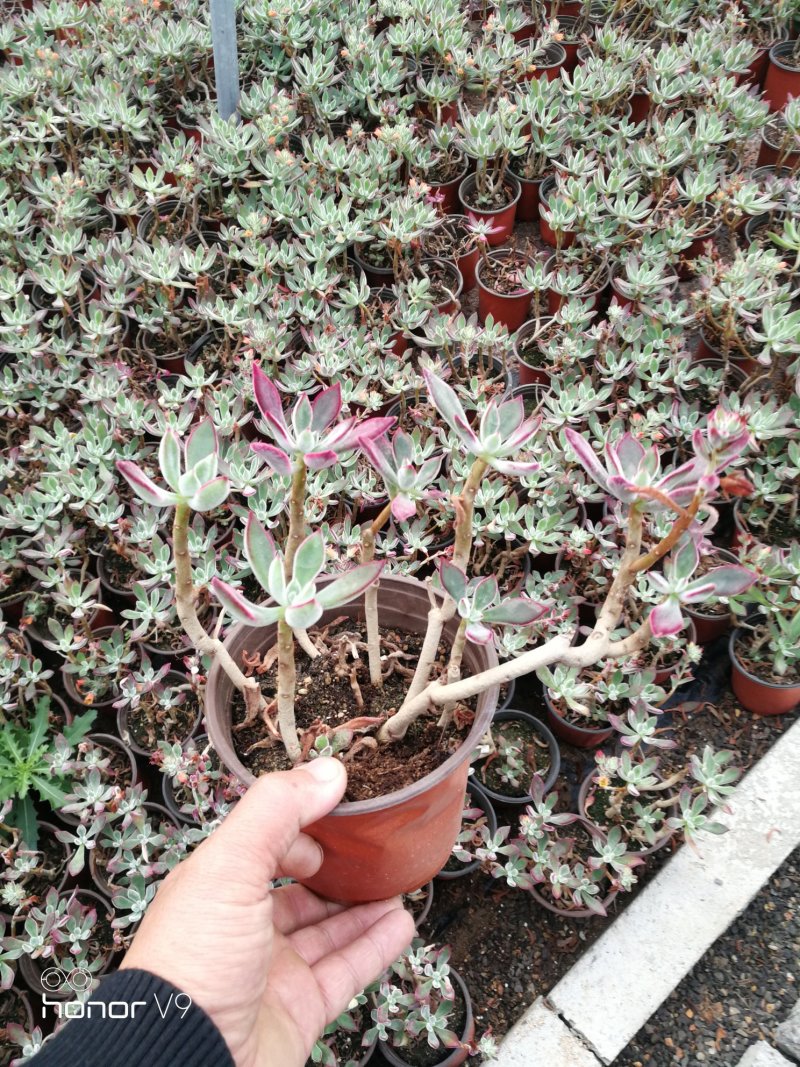 多肉植物一手货源，基地出货，常年大量供应！