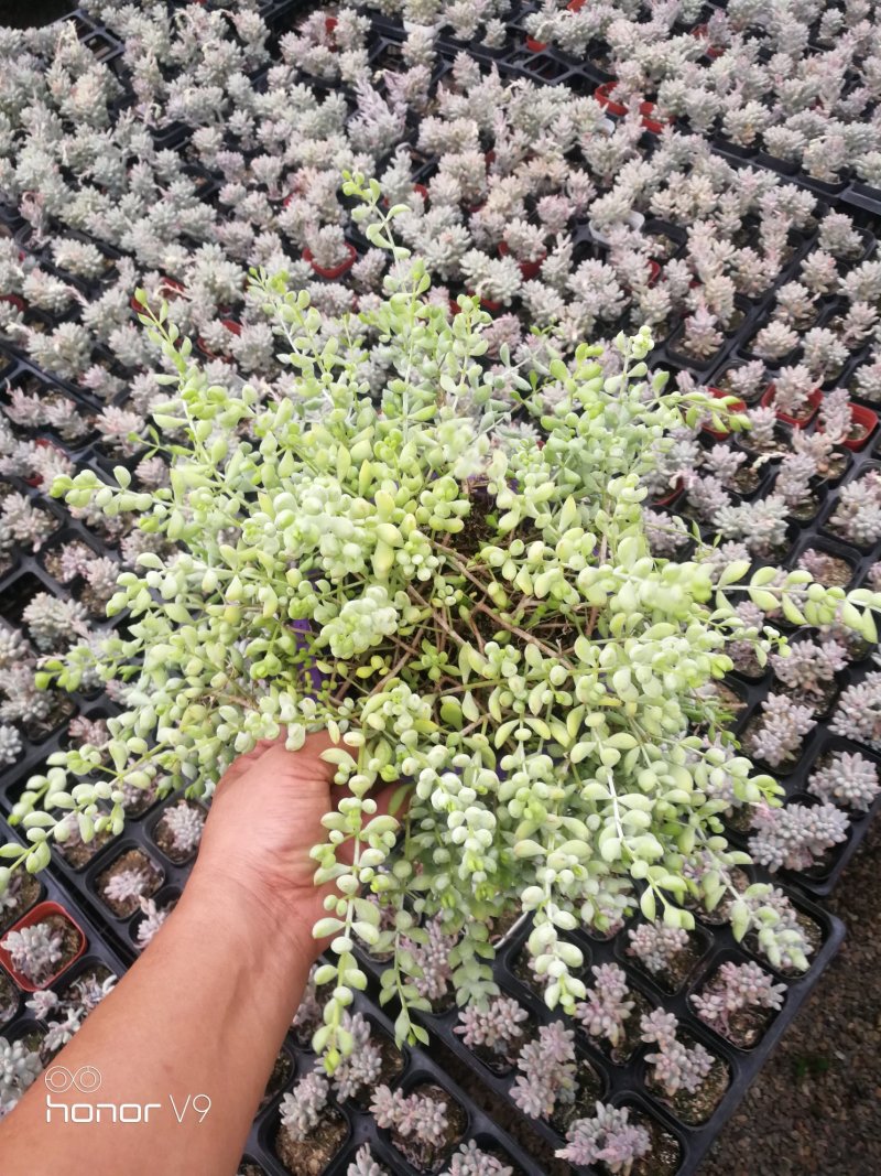 多肉植物一手货源，基地出货，常年大量供应！