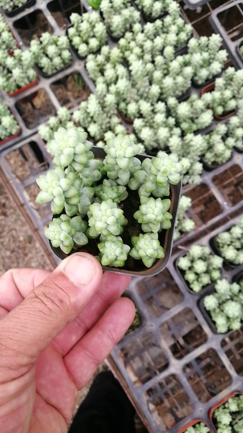 多肉植物一手货源，基地出货，常年大量供应！