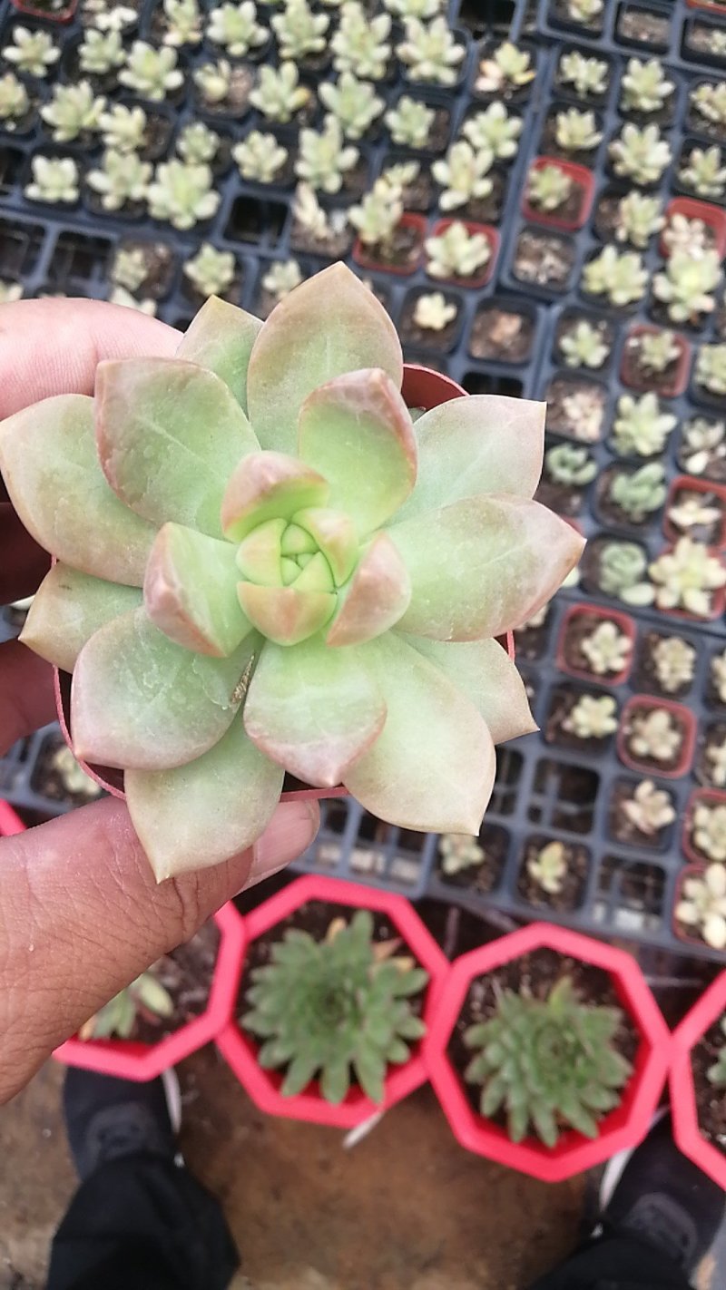 多肉植物一手货源，基地出货，常年大量供应！