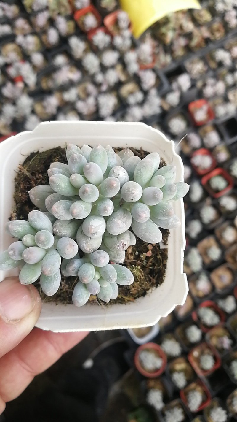 多肉植物一手货源，基地出货，常年大量供应！
