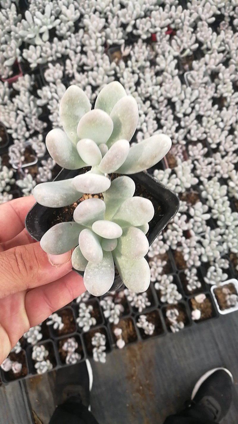 多肉植物一手货源，基地出货，常年大量供应！