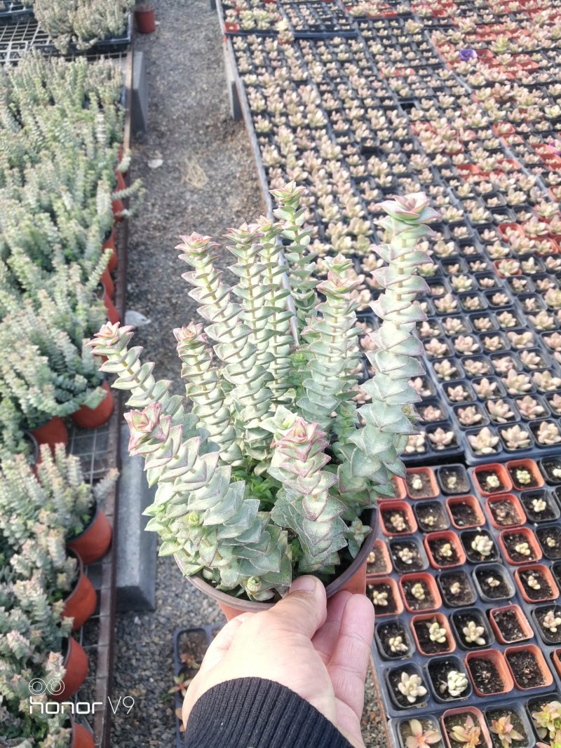 多肉植物一手货源，基地出货，常年大量供应！