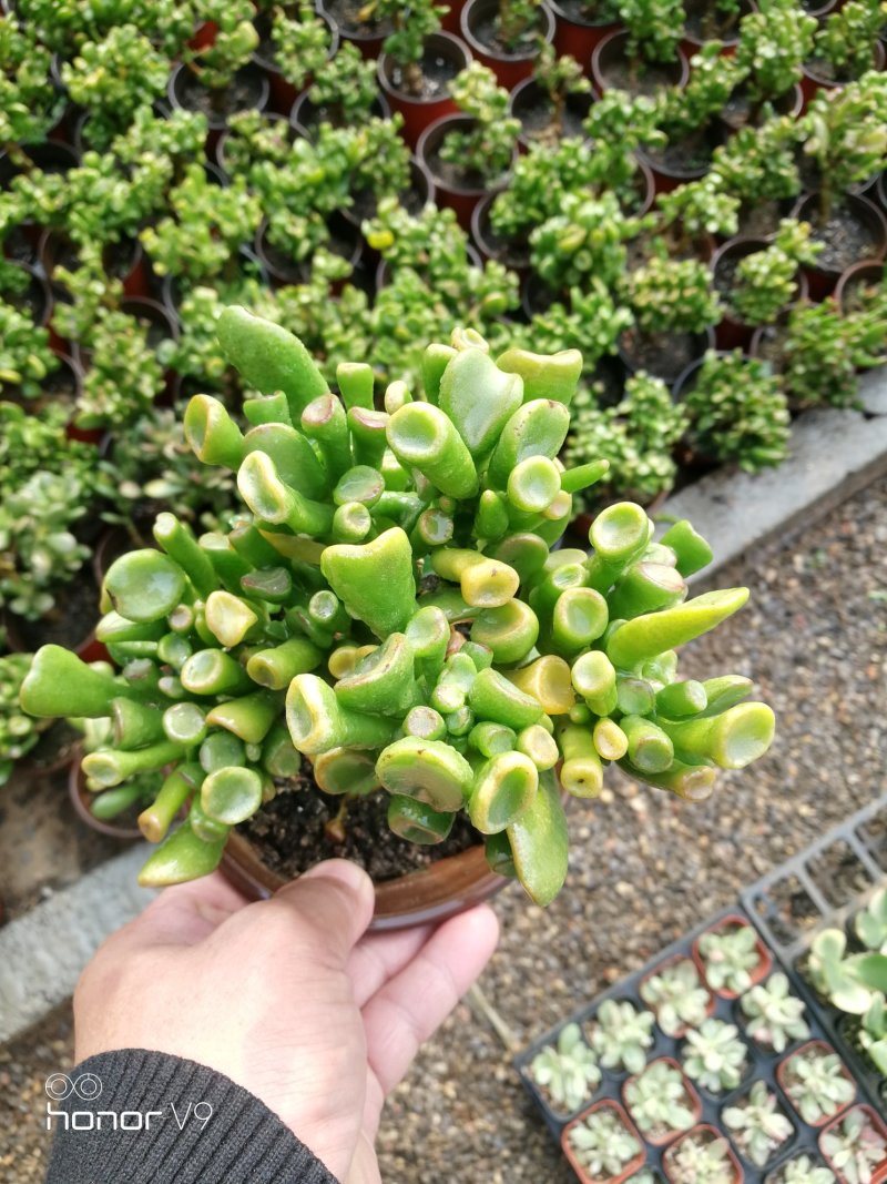 多肉植物一手货源，基地出货，常年大量供应！