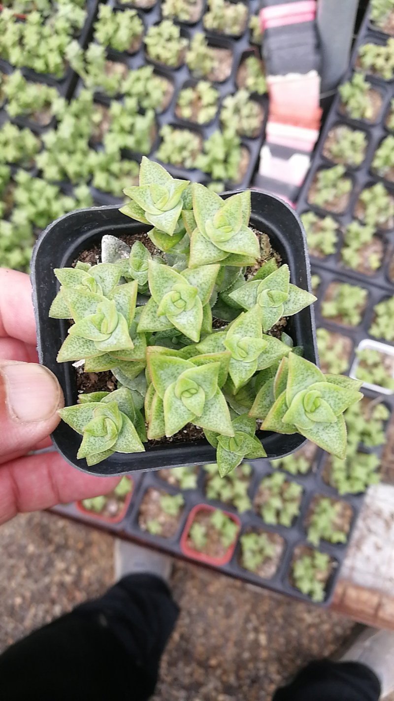 多肉植物一手货源，基地出货，常年大量供应！