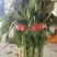 河南莴苣大量上市求合作