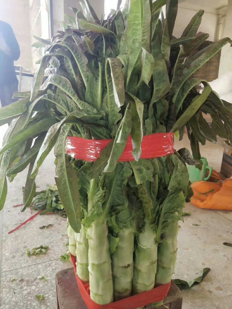 河南莴苣大量上市求合作