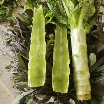 河南莴苣大量上市求合作