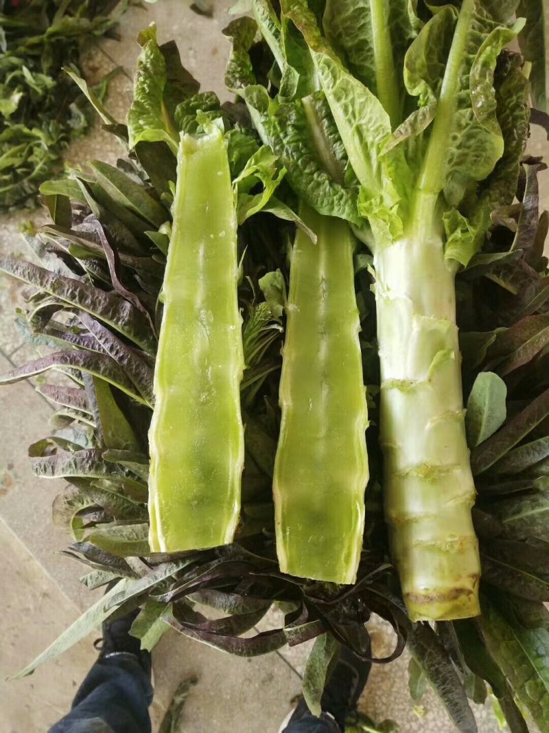 河南莴苣大量上市求合作