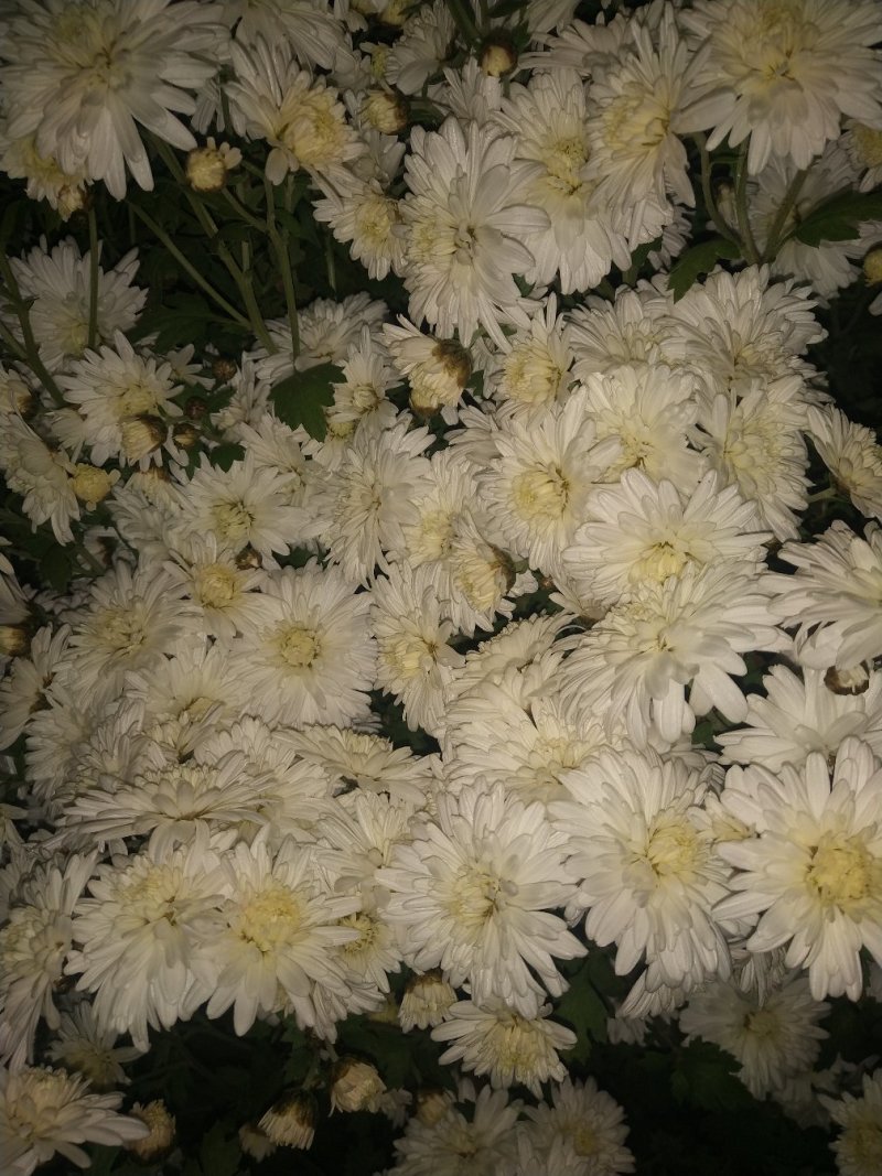 邯郸中药材基地，供应祺白菊花，北京菊花干菊花