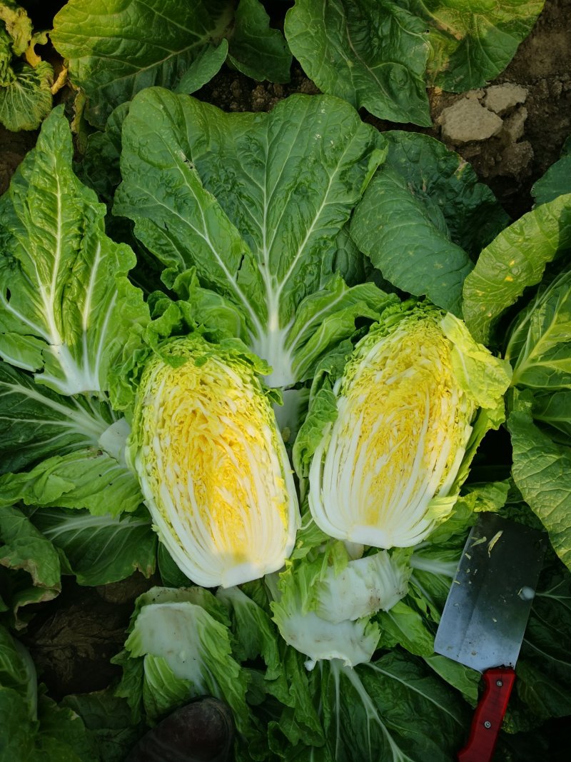 精选白菜山东矮棵黄心白菜4至6斤货源充足保质保量欢迎咨询