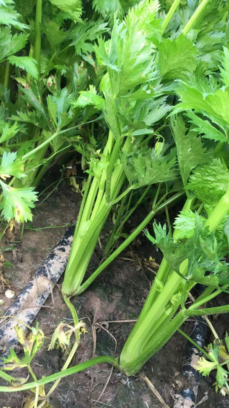 河南周口开封冷棚大棚中颗芹菜大量上市求合作