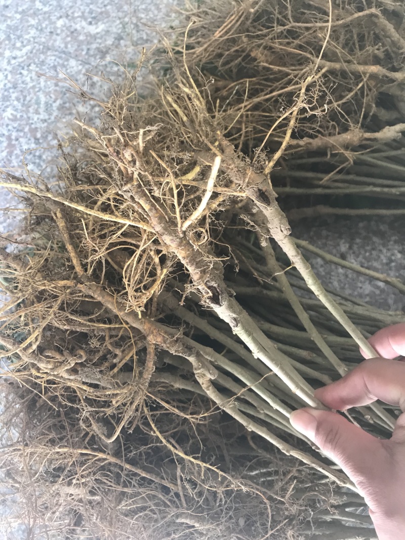 桑树，农桑14号叶子非常大，养蚕非常好的品种