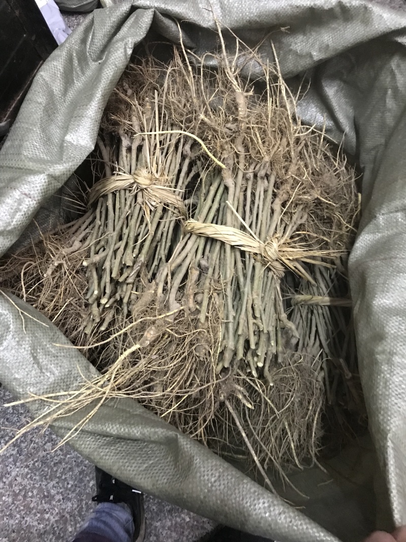 桑树，农桑14号叶子非常大，养蚕非常好的品种