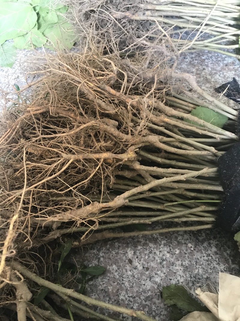 桑树，农桑14号叶子非常大，养蚕非常好的品种
