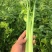 河南暖棚芹菜大量上市求合作