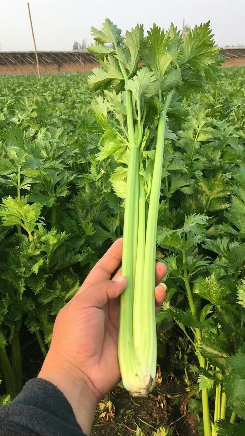 河南暖棚芹菜大量上市求合作