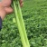 河南暖棚芹菜大量上市求合作