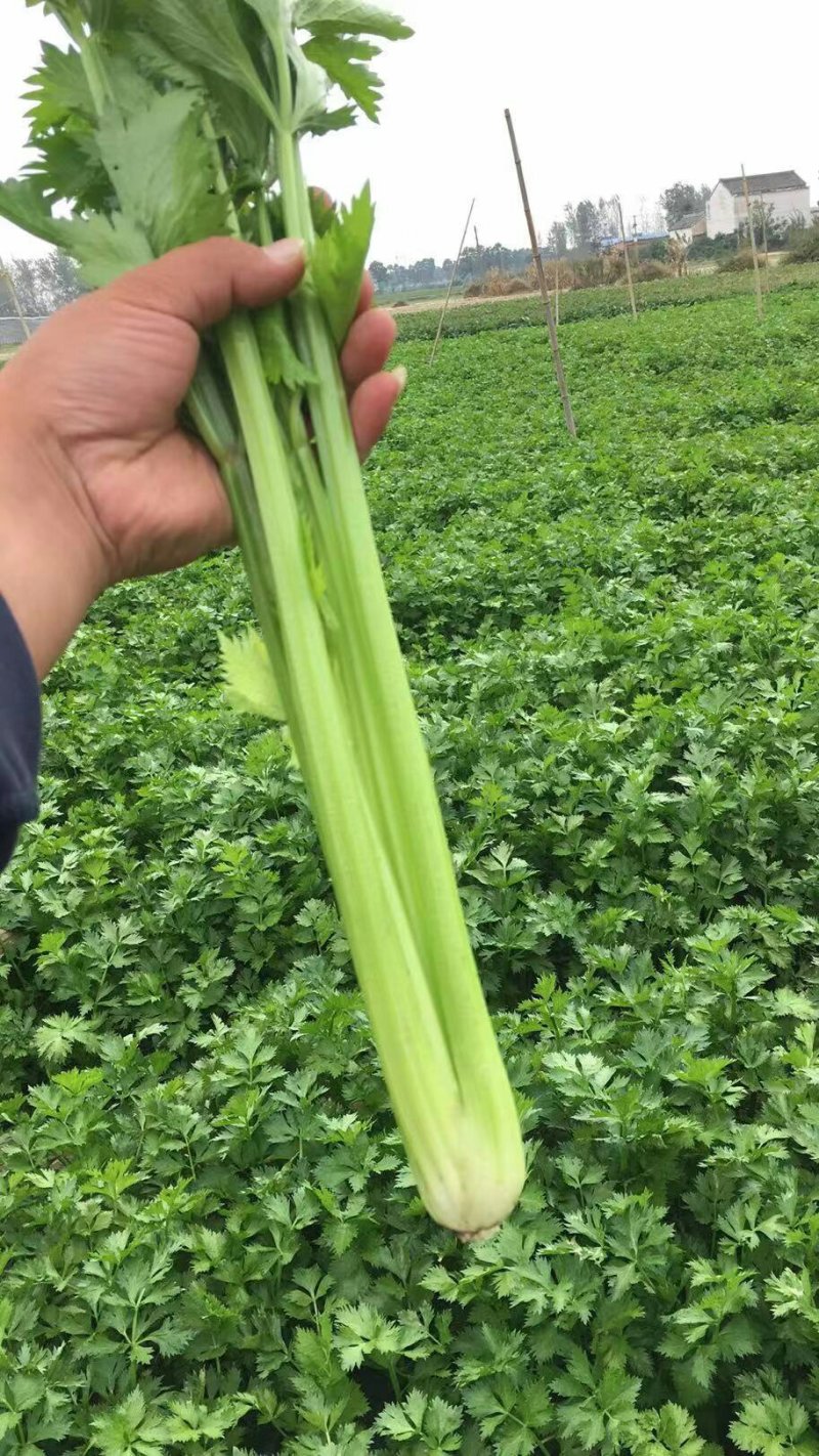 河南暖棚芹菜大量上市求合作
