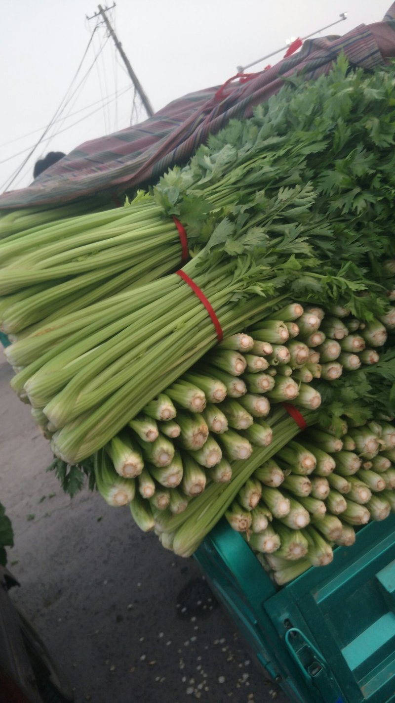 河南暖棚芹菜大量上市求合作