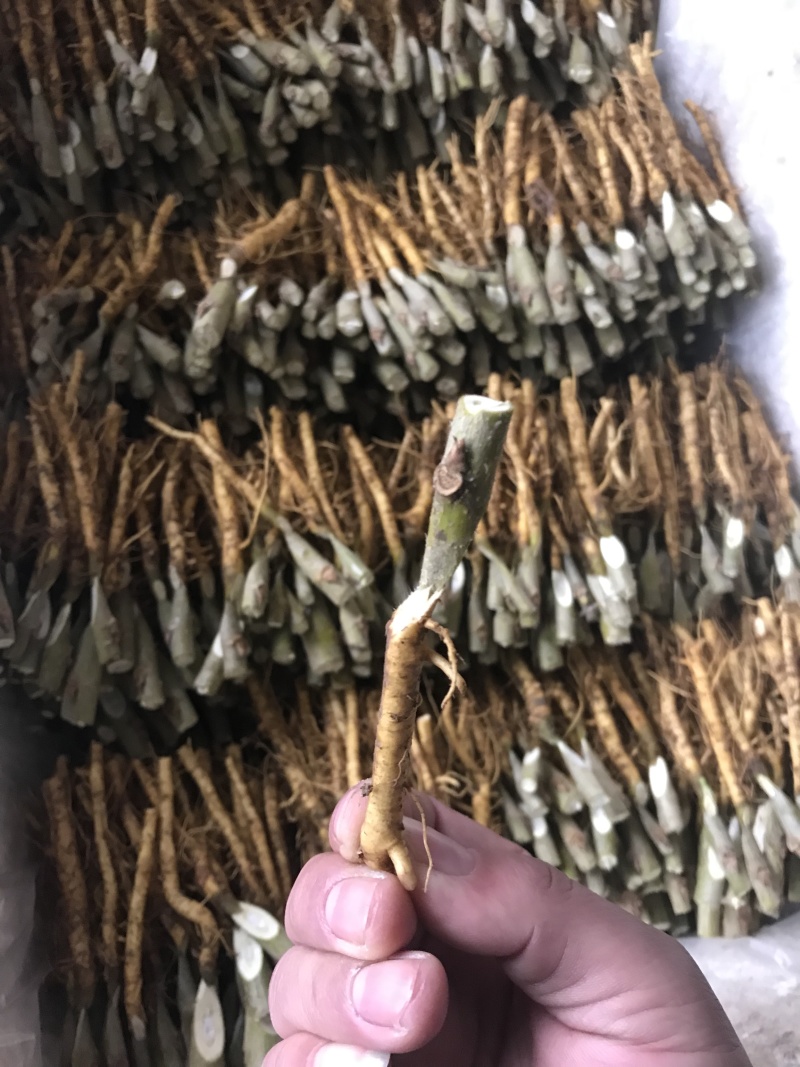 蚕桑苗强桑1号，叶子大产量高