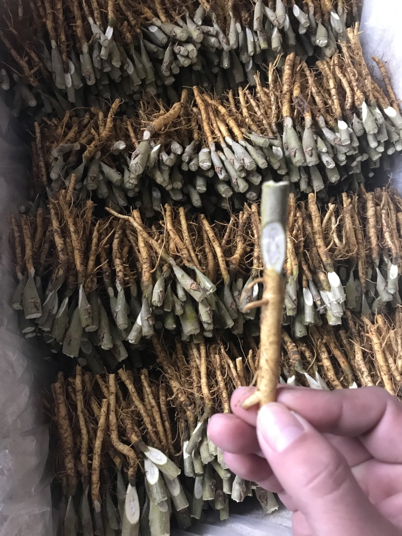 蚕桑苗强桑1号，叶子大产量高
