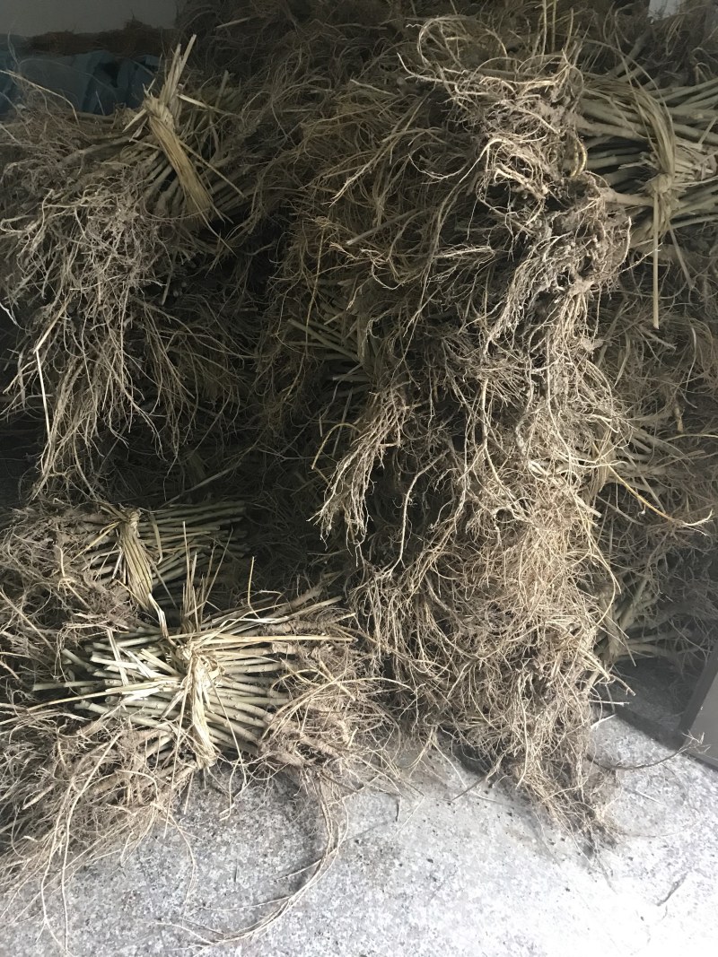 蚕桑苗强桑1号，叶子大产量高