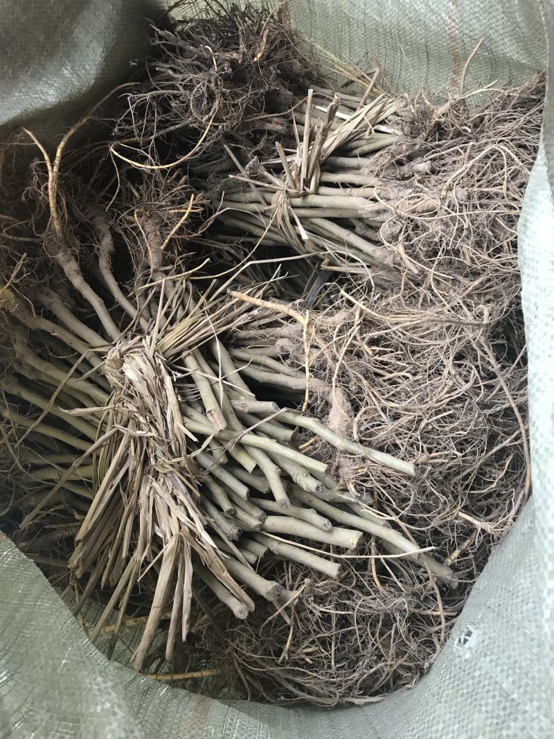 蚕桑苗强桑1号，叶子大产量高