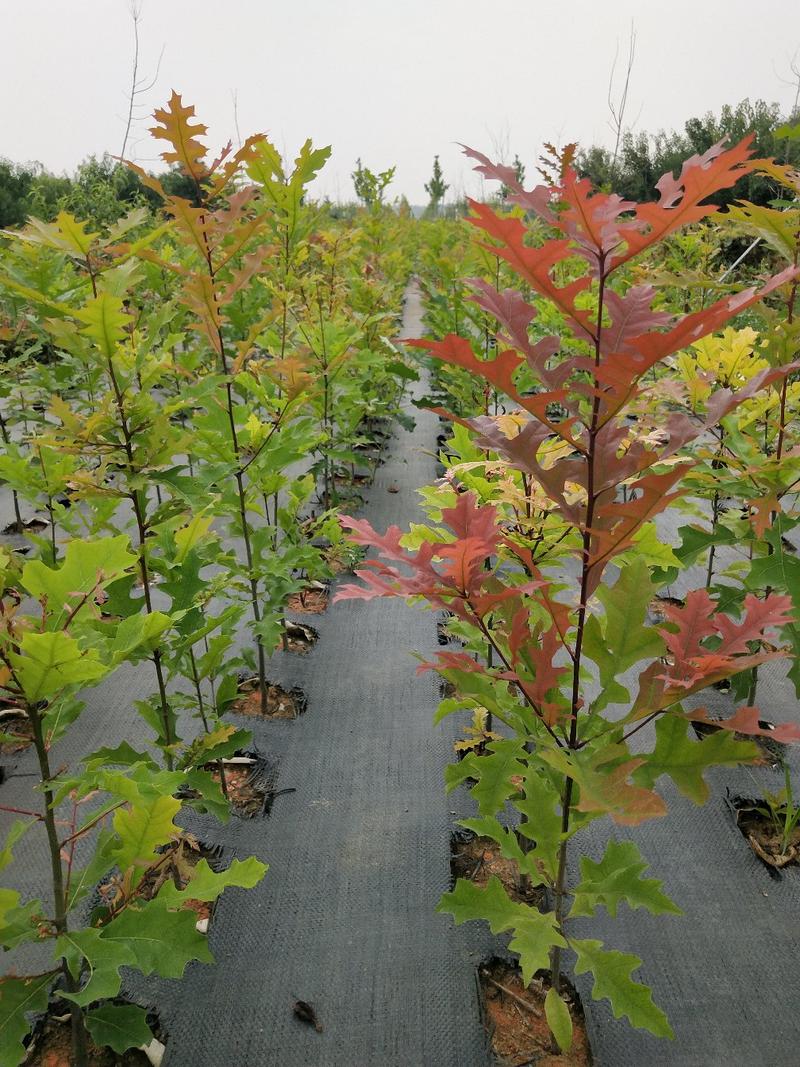 美国红枫娜塔栎小苗1年生籽播大杯苗高度60到1.2米
