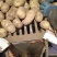 【热销】黄心土豆全国供应可视频看货量大从优欢迎电联