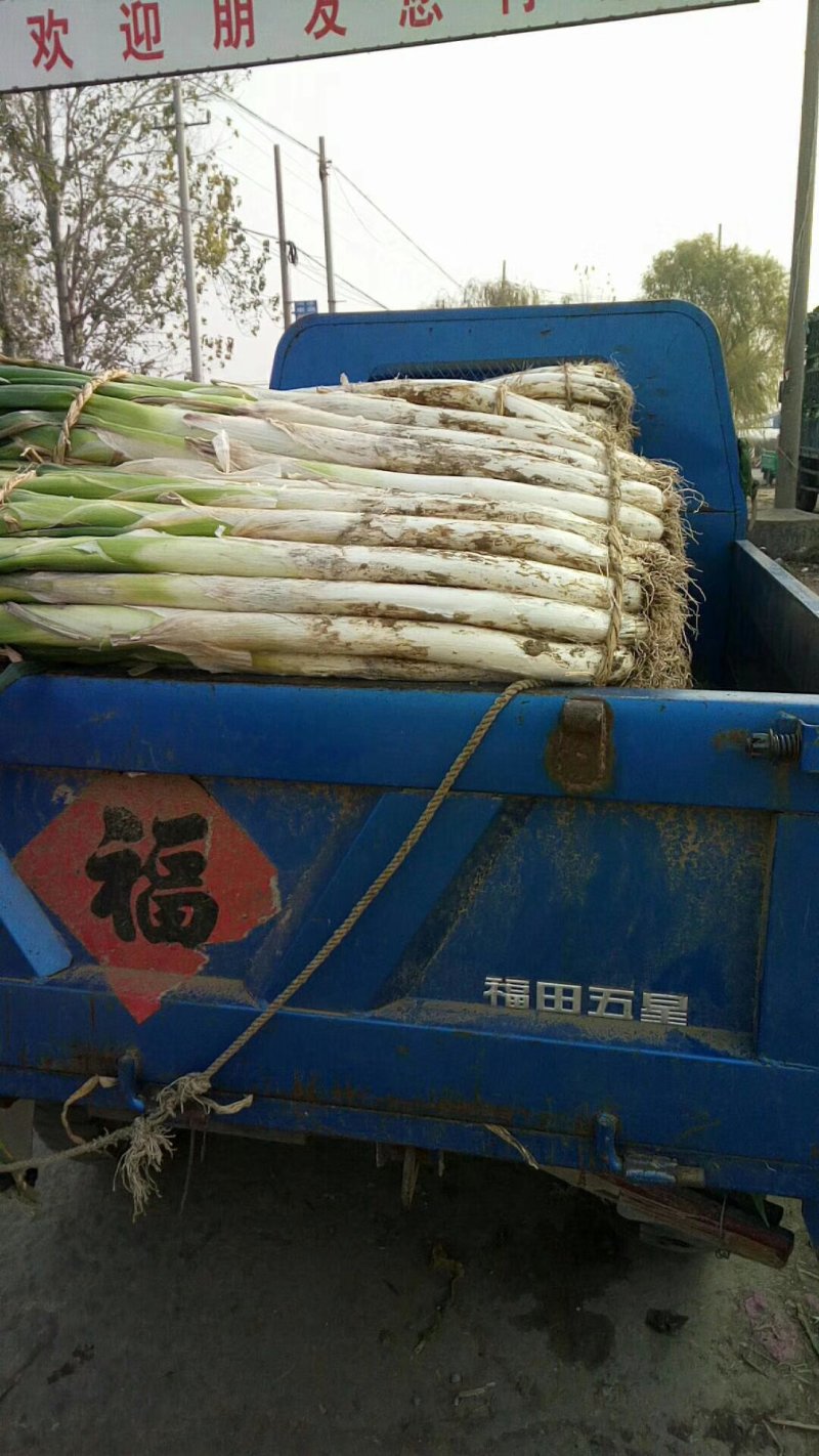 长白大葱