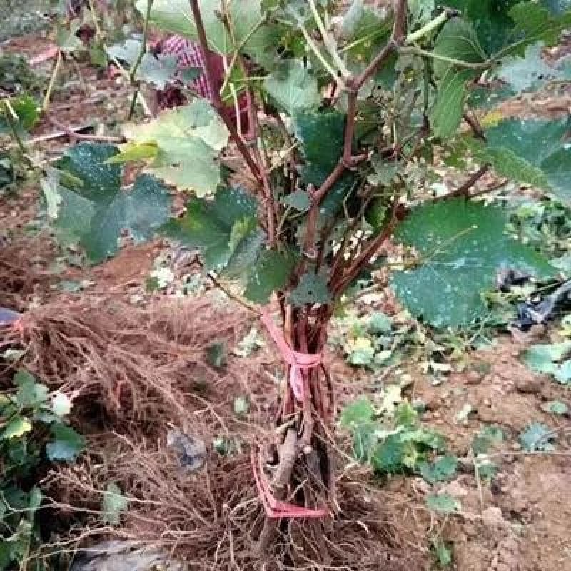 巨峰葡萄苗【巨峰葡萄苗】当年结果品种保证包成活包结果