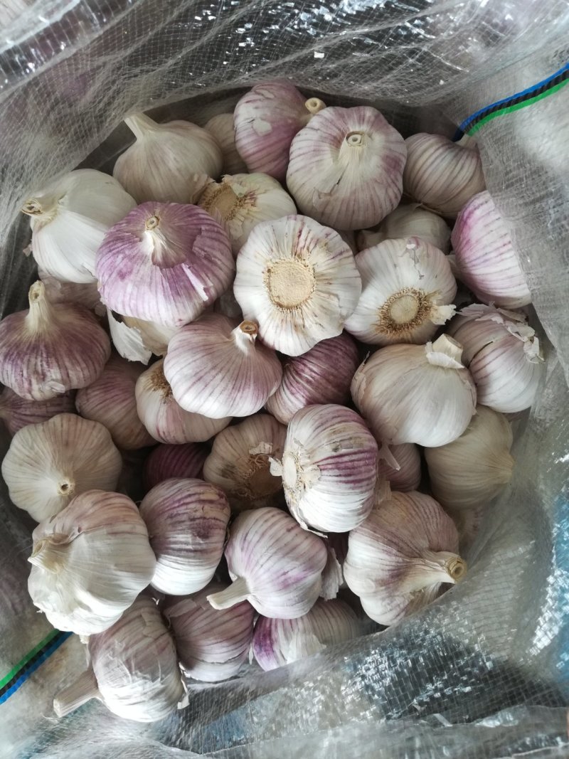 大蒜基地金乡，红皮大蒜，白皮大蒜精包装，市场通货天天供应