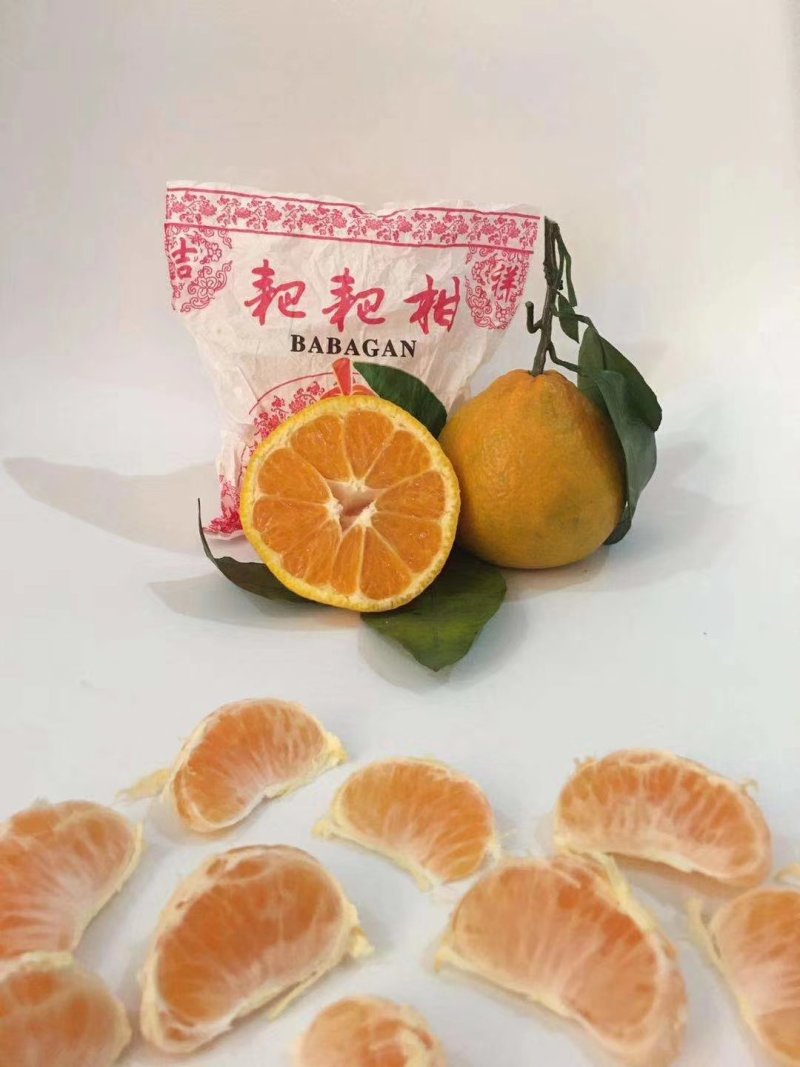 丑桔（不知火）耙耙柑皮薄味甜，口感细腻现采现卖