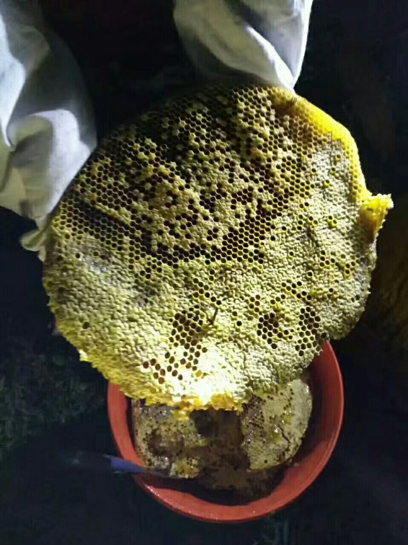 陕西大秦岭山农产品百花蜜