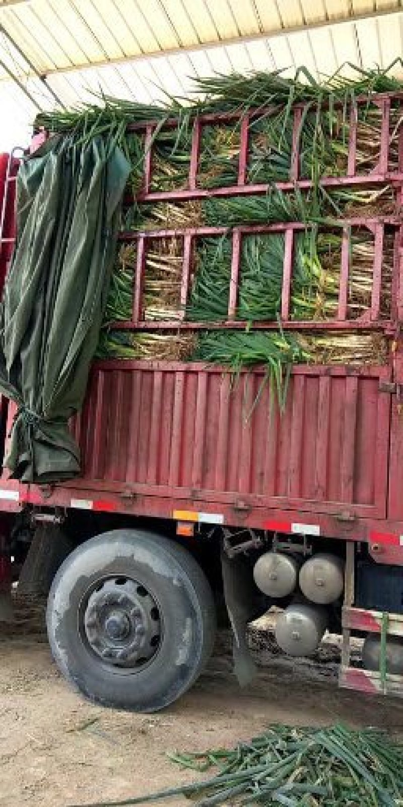 【实力商家】精品铁杆大葱！大量上市！欢迎来电冾谈！