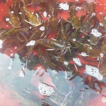 黄颡.黄骨鱼价格优惠质量硬