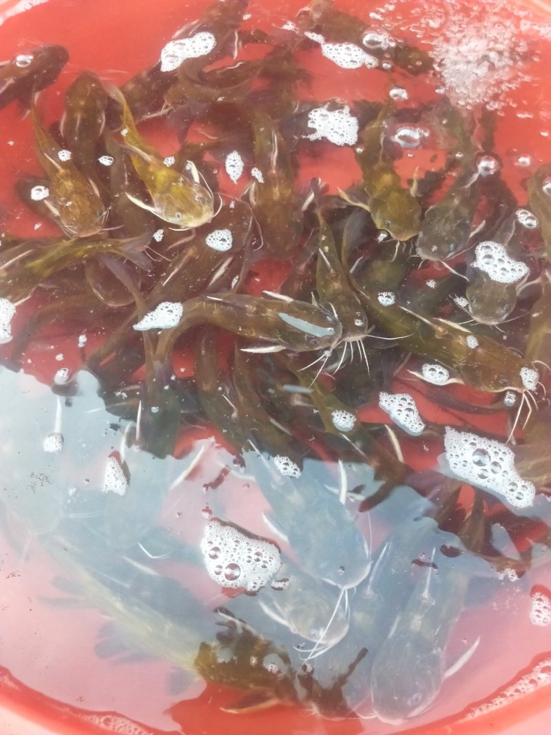 黄颡.黄骨鱼价格优惠质量硬