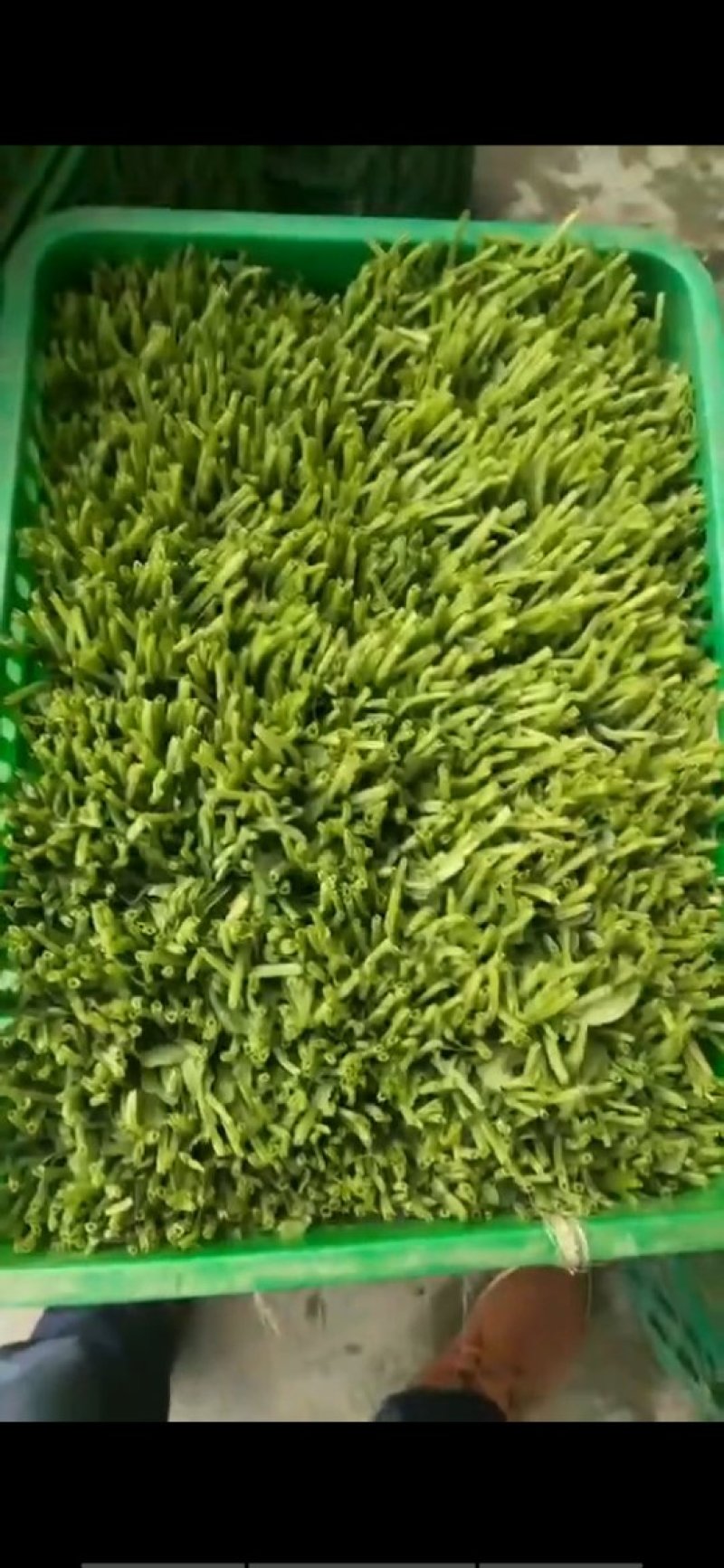 豌豆尖