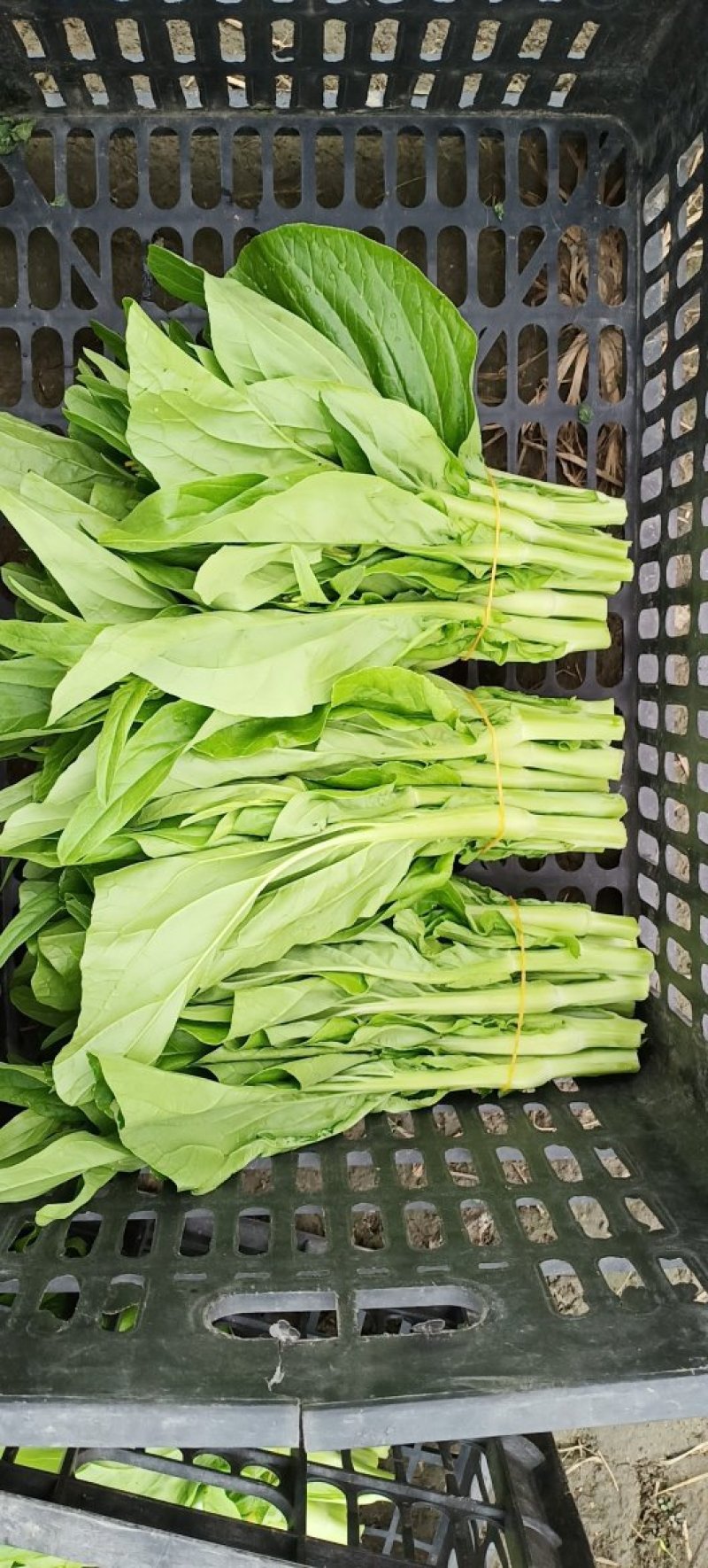 菜苔