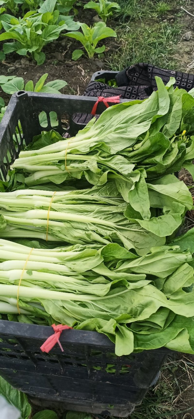 菜苔