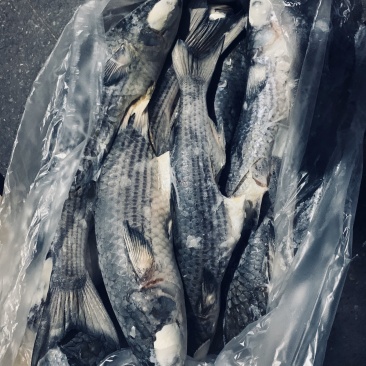 鲻鱼，乌母鱼180吨