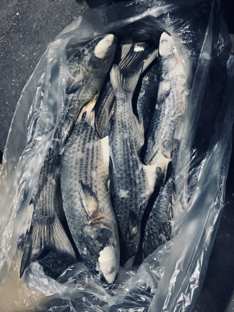 鲻鱼，乌母鱼180吨