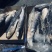 鲻鱼，乌母鱼180吨