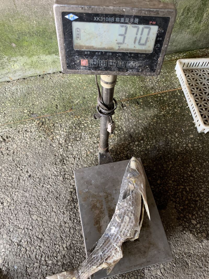 鲻鱼，乌母鱼180吨