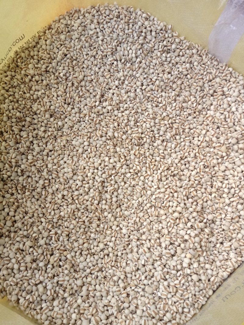 薏米仁1公斤起批不包邮量大电议欢迎咨询各种中药材