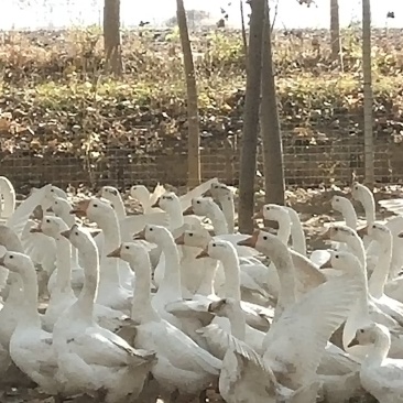 散養大鹅