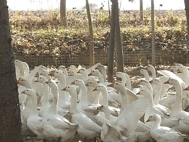 散養大鹅
