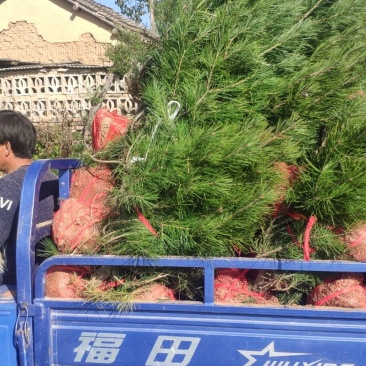 1米高白皮松，1.2米高以上白皮松，基地直发，质量保证